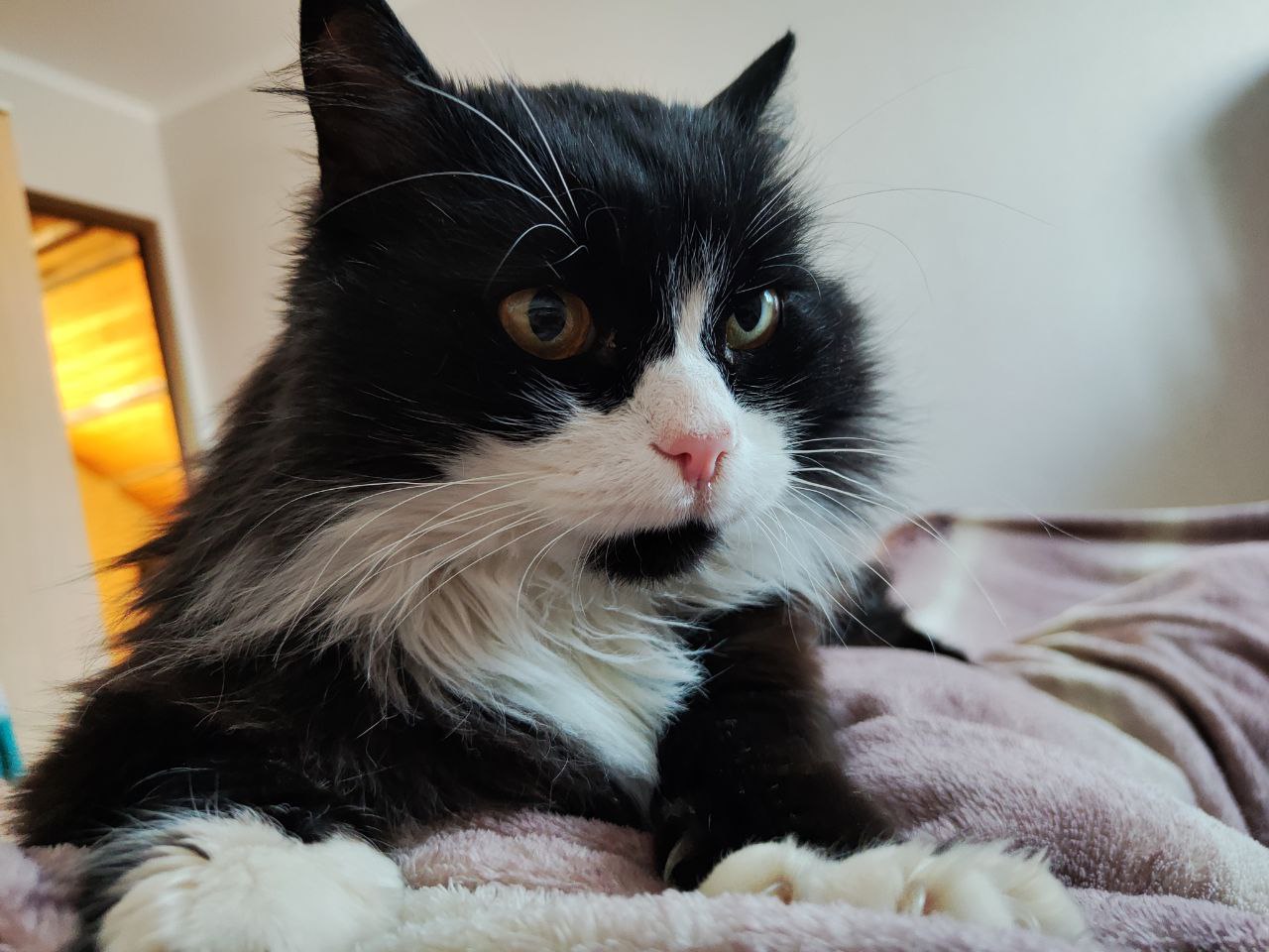 Деловой кот