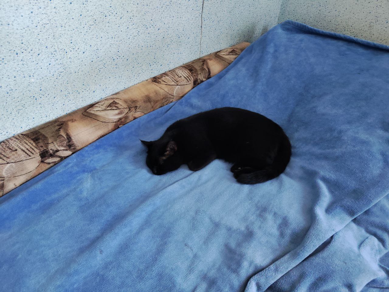 Совершенно обычный кот